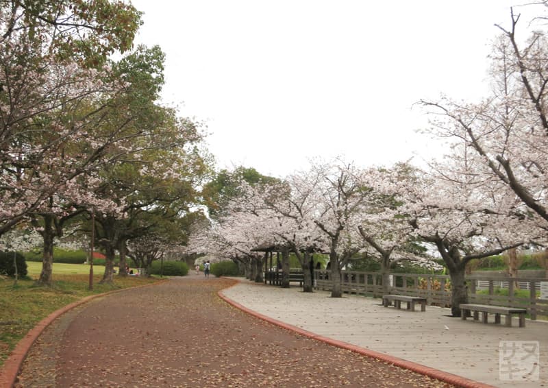 高松市 仏生山公園の桜