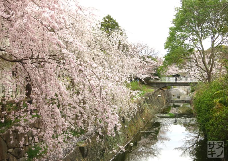 高松市 仏生山公園の桜