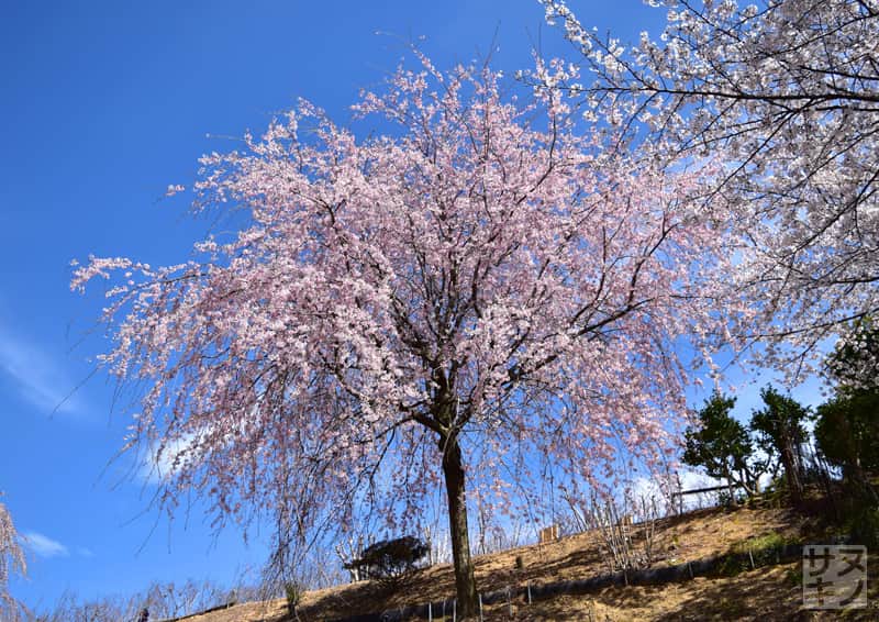香川県園芸総合センターの紅しだれ桜