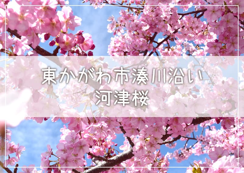 桜 ロード 河津 湊川 【2022】さぬき市・東かがわ市で桜がキレイな名所は？河津桜がすごい！