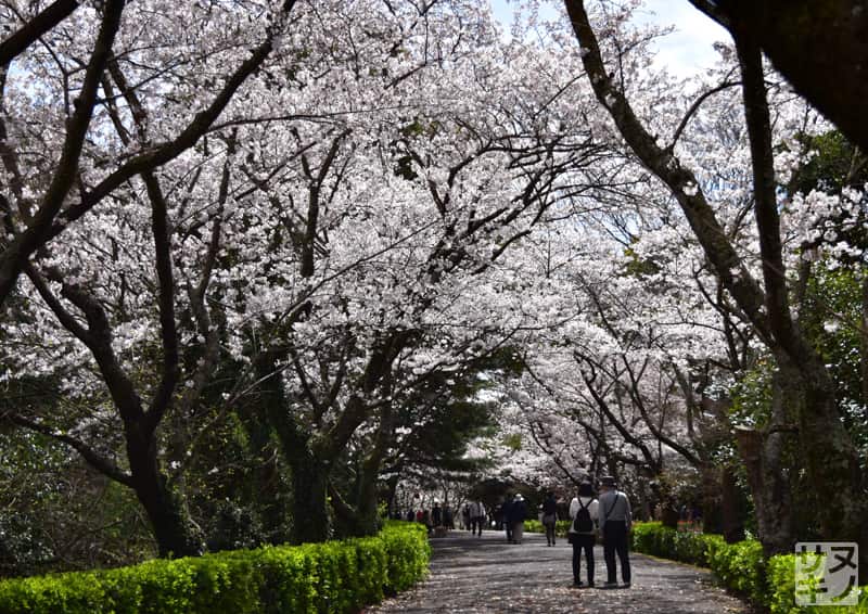 高松市 公渕森林公園 桜のトンネル
