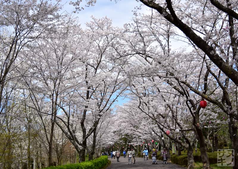 高松市 公渕森林公園 桜のトンネル