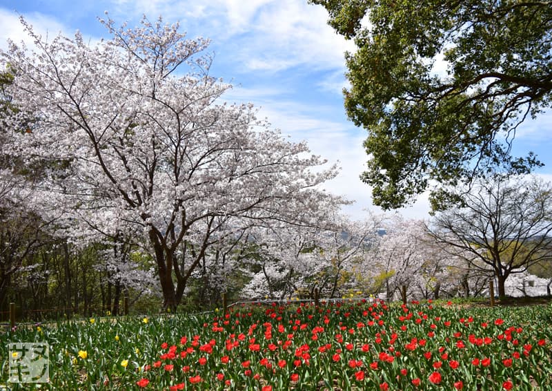 高松市 公渕森林公園 桜とチューリップ