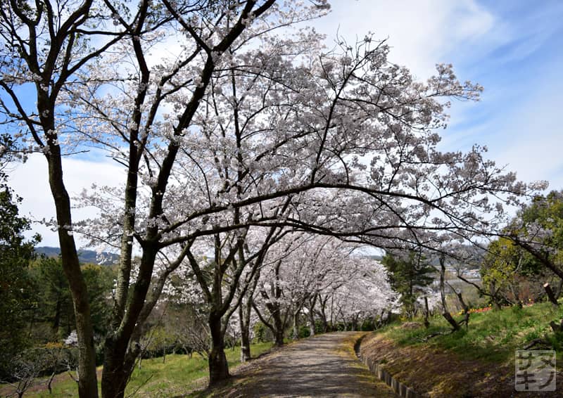 高松市 公渕森林公園 桜