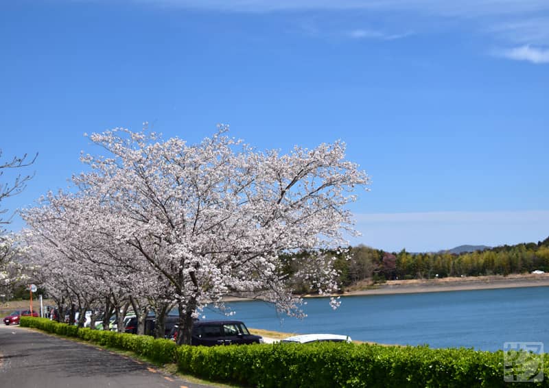高松市 公渕森林公園 駐車場の桜