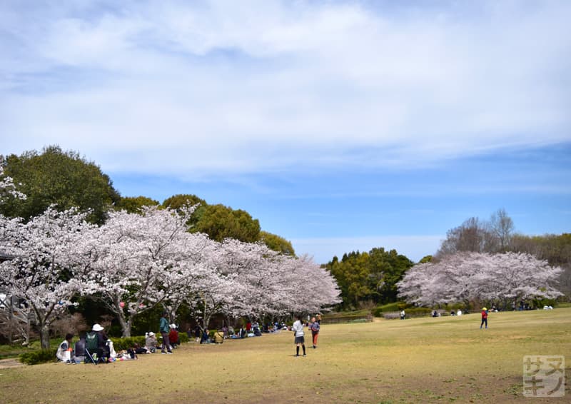 高松市 公渕森林公園 芝生広場の桜