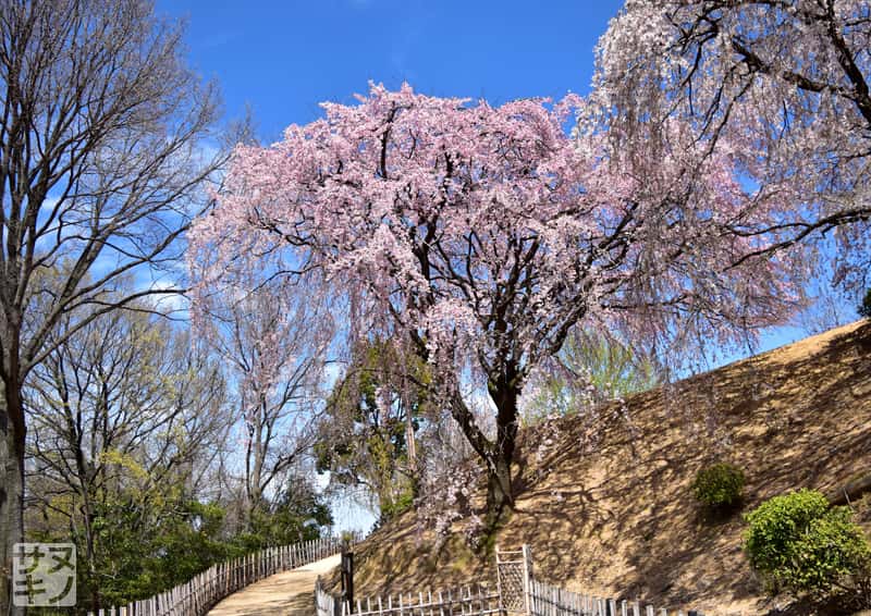 香川県園芸総合センターの紅しだれ桜(三春滝桜)