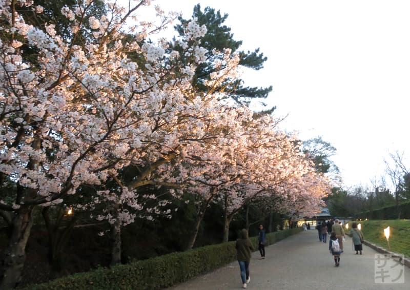 高松市 栗林公園 夜桜ライトアップ