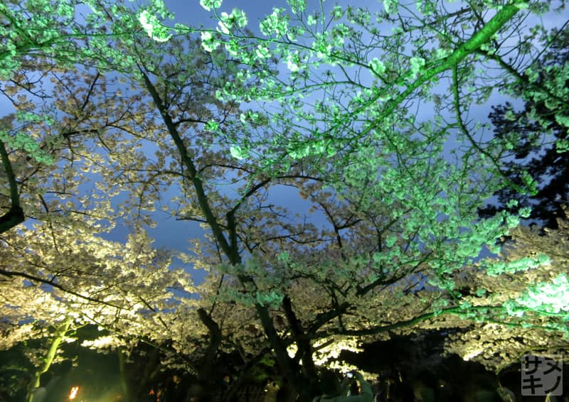 高松市 栗林公園 夜桜ライトアップ