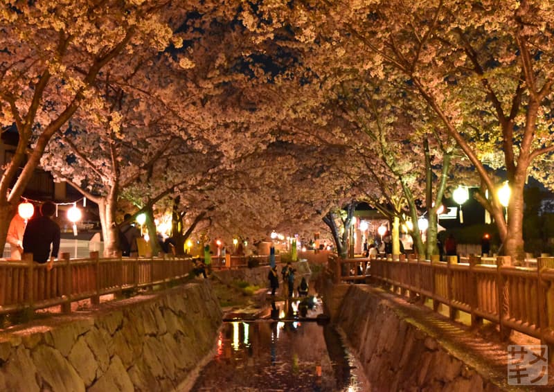 高松市 鹿の井出水(しかのいですい)の夜桜