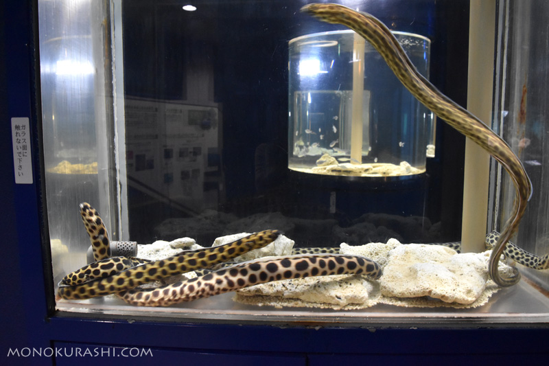 足摺海洋館、ゴイシウミヘビ