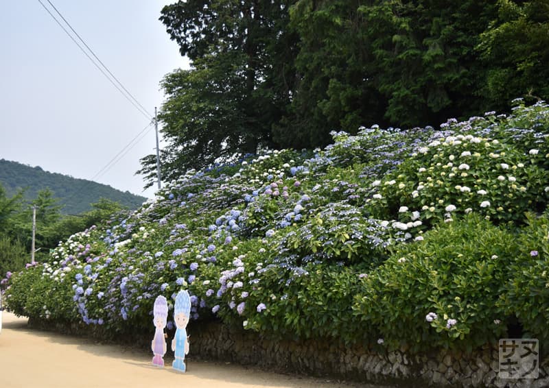 観音寺市 粟井神社のあじさい