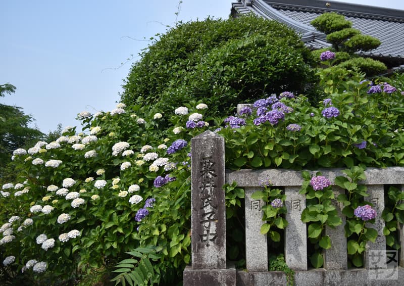 観音寺市 粟井神社のあじさい