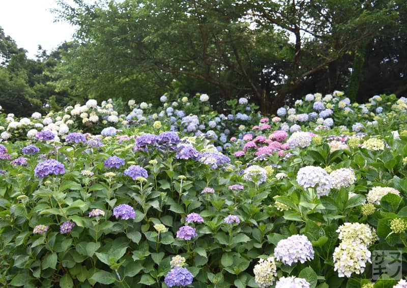 観音寺市 粟井神社のあじさい