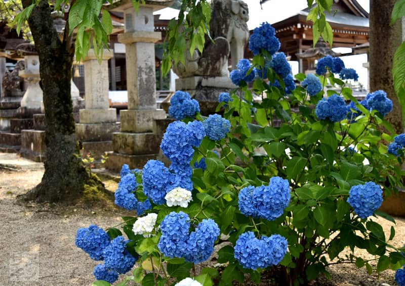 観音寺市 粟井神社のあじさい