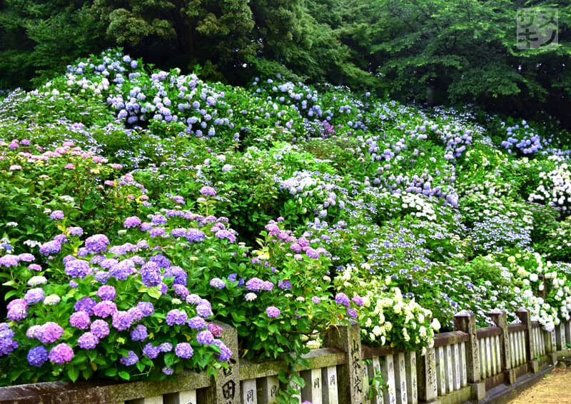 観音寺市 粟井神社のあじさい