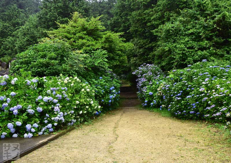 観音寺市 粟井神社のあじさい