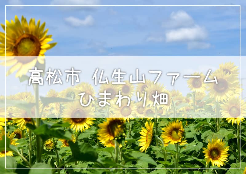 高松市 仏生山ファームのひまわり畑