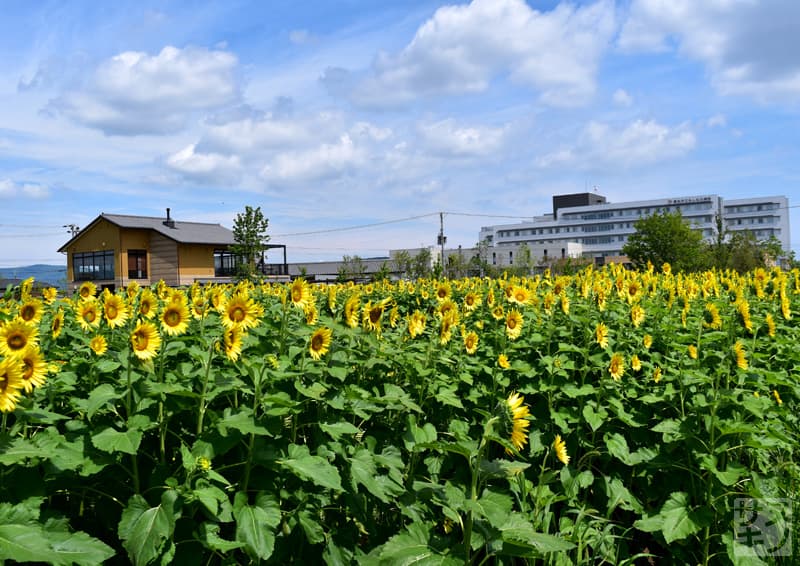 高松市 仏生山ファームのひまわり畑