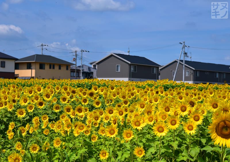 高松市 仏生山ファームのひまわり畑