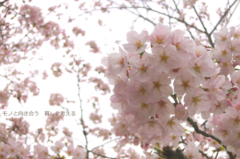 桜