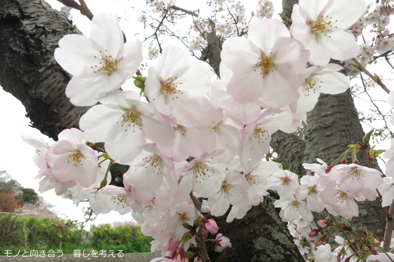 仏生山公園の桜