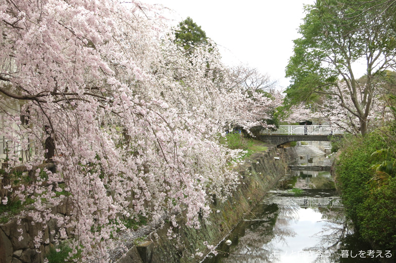 仏生山公園の桜