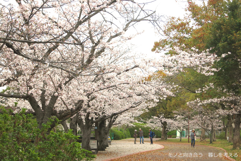 仏生山公園の桜