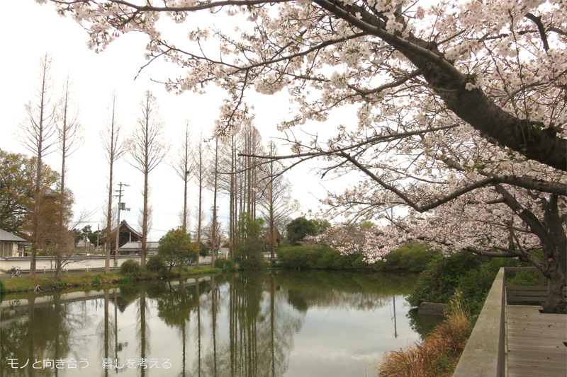 仏生山公園の桜