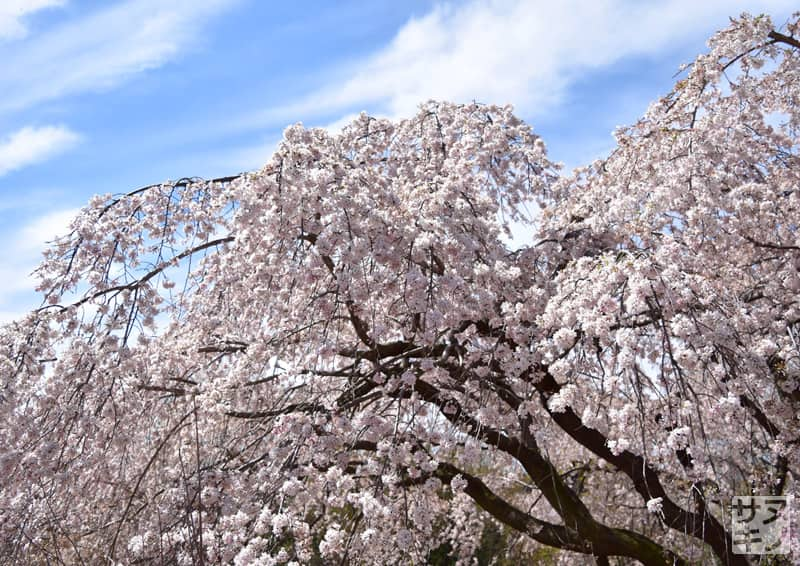 香川県園芸総合センターの紅しだれ桜