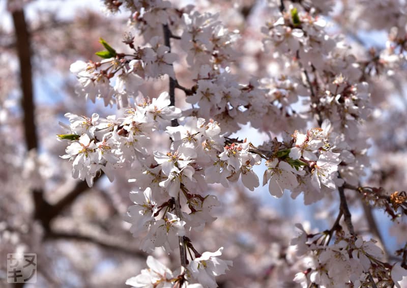 香川県園芸総合センターの紅しだれ桜