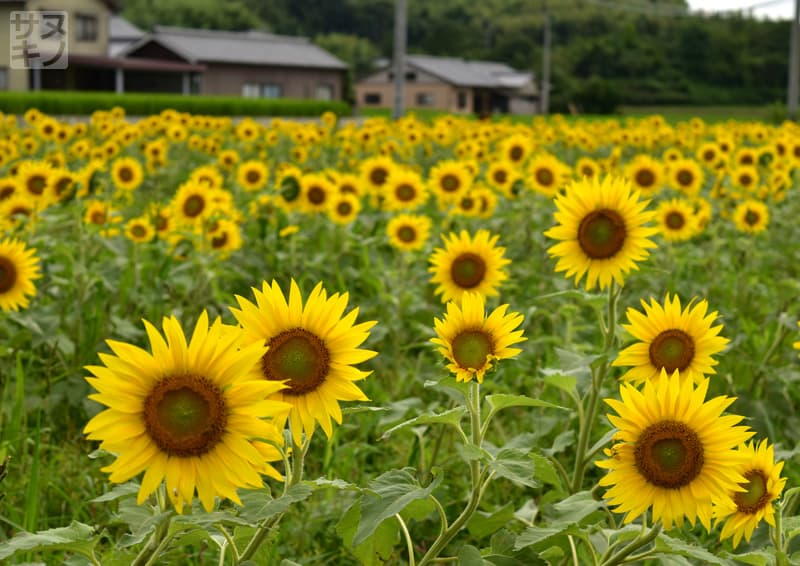 まんのう町帆山のひまわり団地