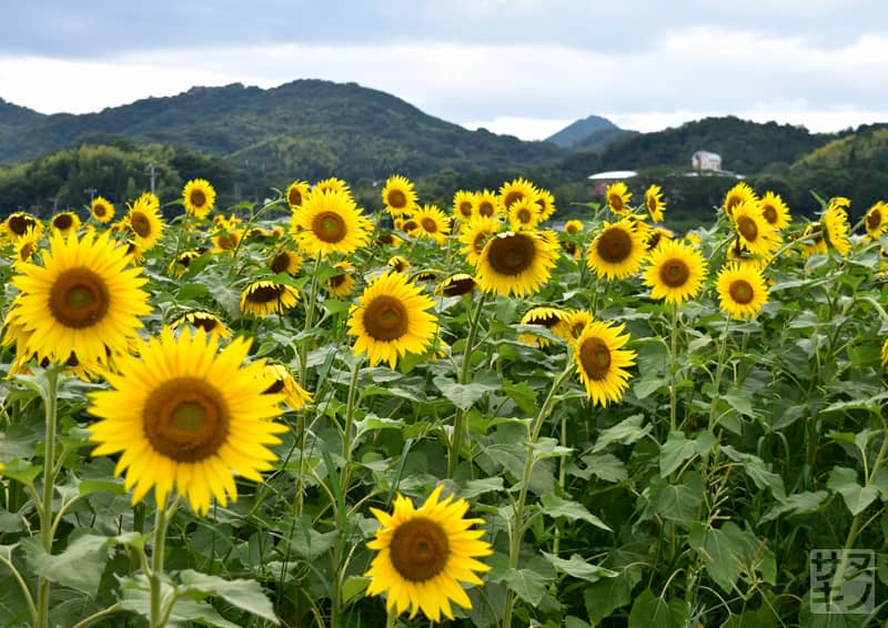 まんのう町帆山のひまわり団地