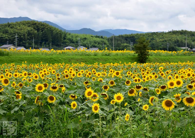 まんのう町帆山のひまわり団地