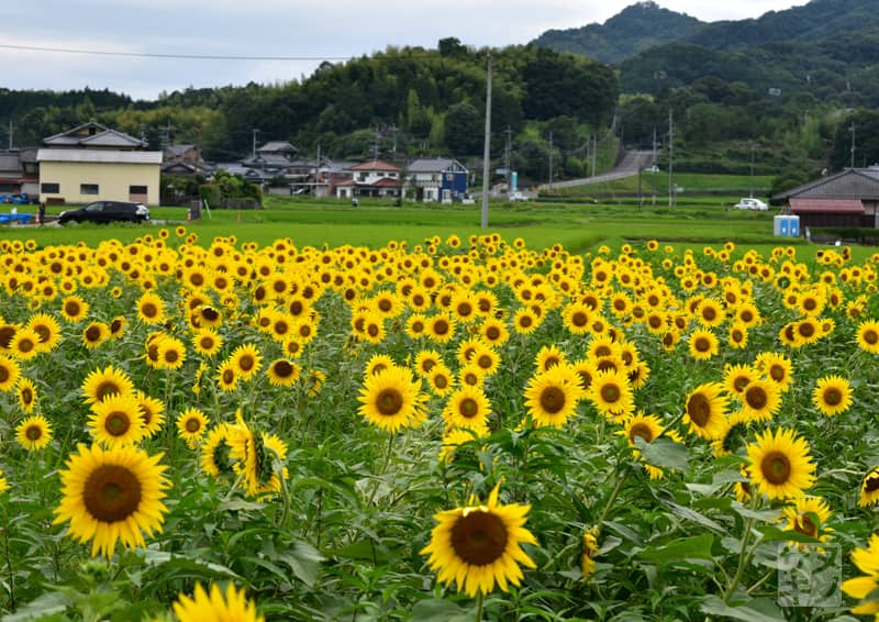 まんのう町帆山のひまわり団地