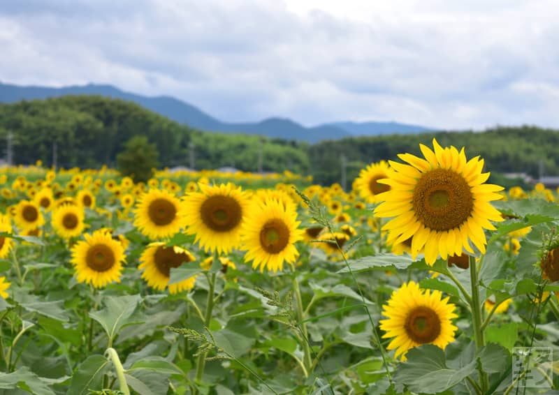 まんのう町帆山のひまわり団地