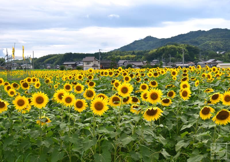 まんのう町帆山のひまわり団地