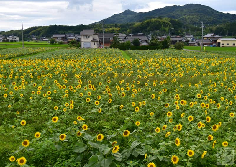 まんのう町帆山のひまわり団地