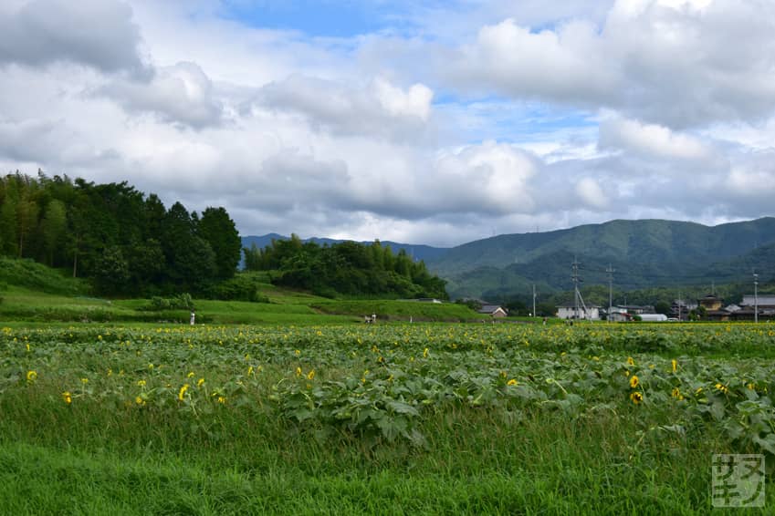 まんのう町帆山のひまわり団地