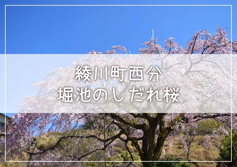 綾川町西分 堀池のしだれ桜