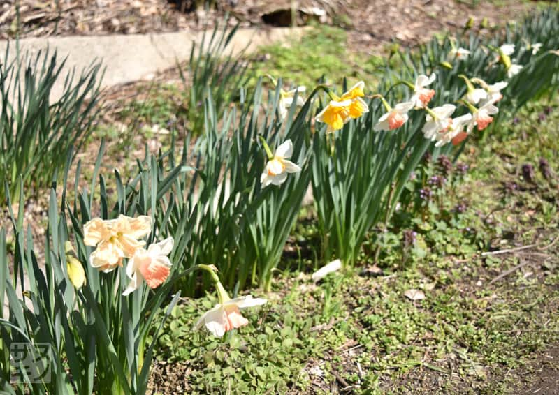 綾川町西分 堀池のしだれ桜 スイセンロード