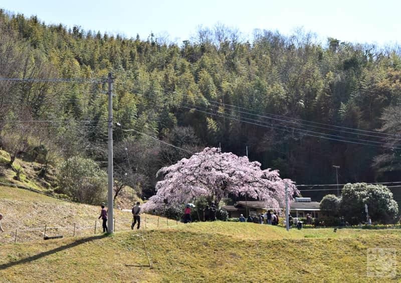 綾川町西分 堀池のしだれ桜