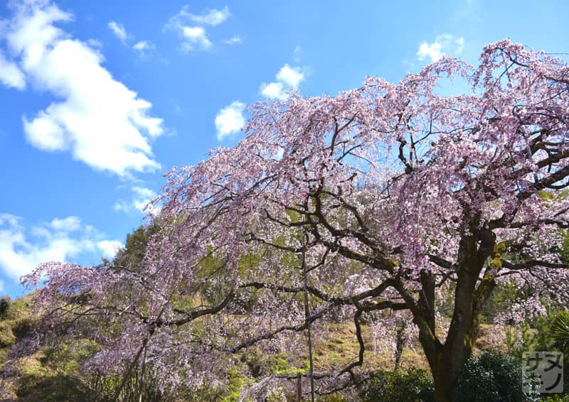 綾川町西分 堀池のしだれ桜