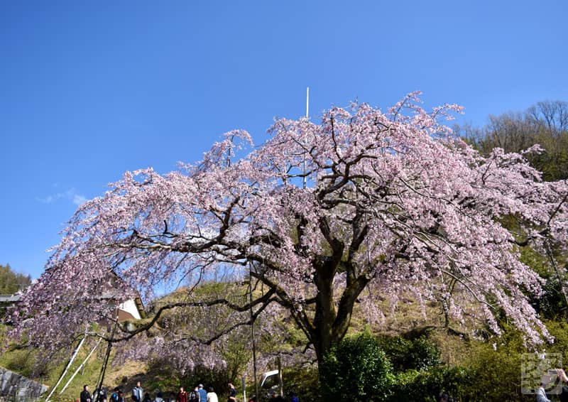 綾川町西分 堀池のしだれ桜