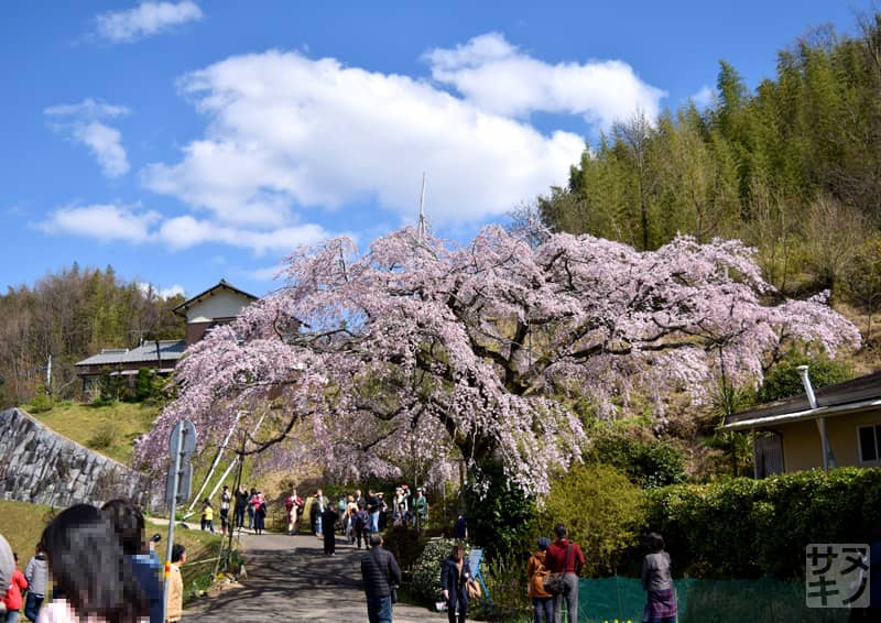 綾川町西分 堀池のしだれ桜