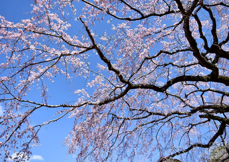 綾川町西分 堀池のしだれ桜