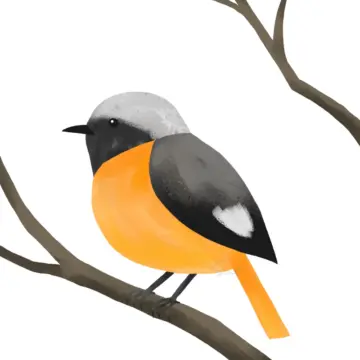 イラスト オスのジョウビタキ