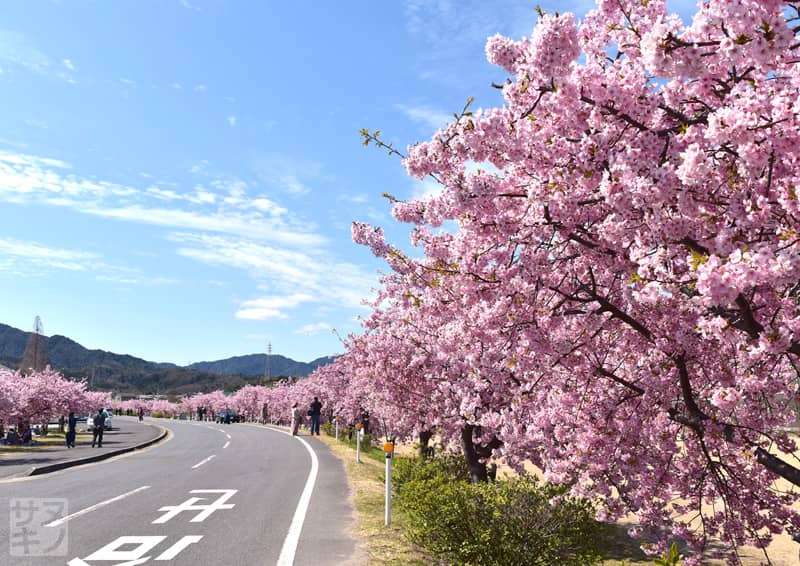 東かがわ市湊川沿いの河津桜