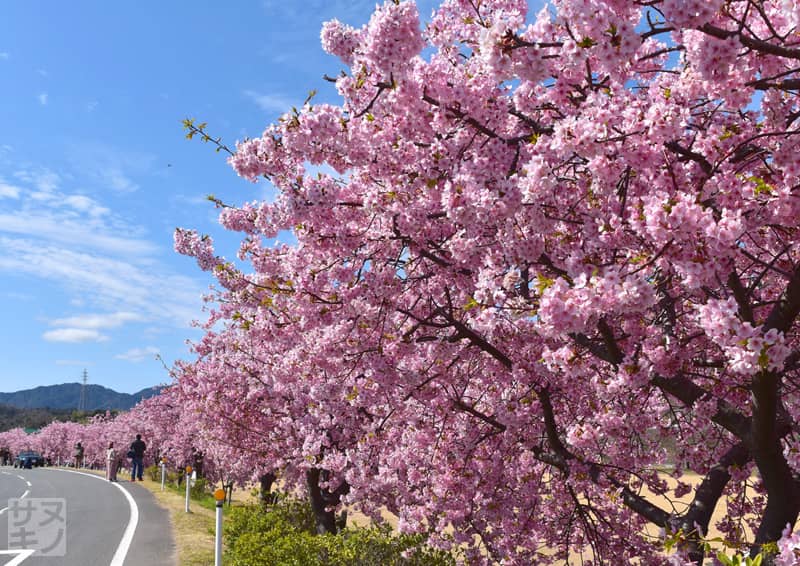 東かがわ市湊川沿いの河津桜