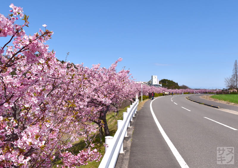 東かがわ市湊川沿いの河津桜